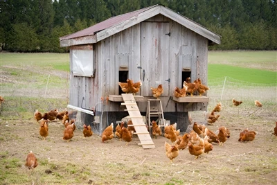 Haruskah kandang ayam Anda berada di tanah atau dibesarkan?